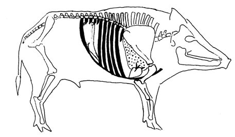 Hog vitals.jpg